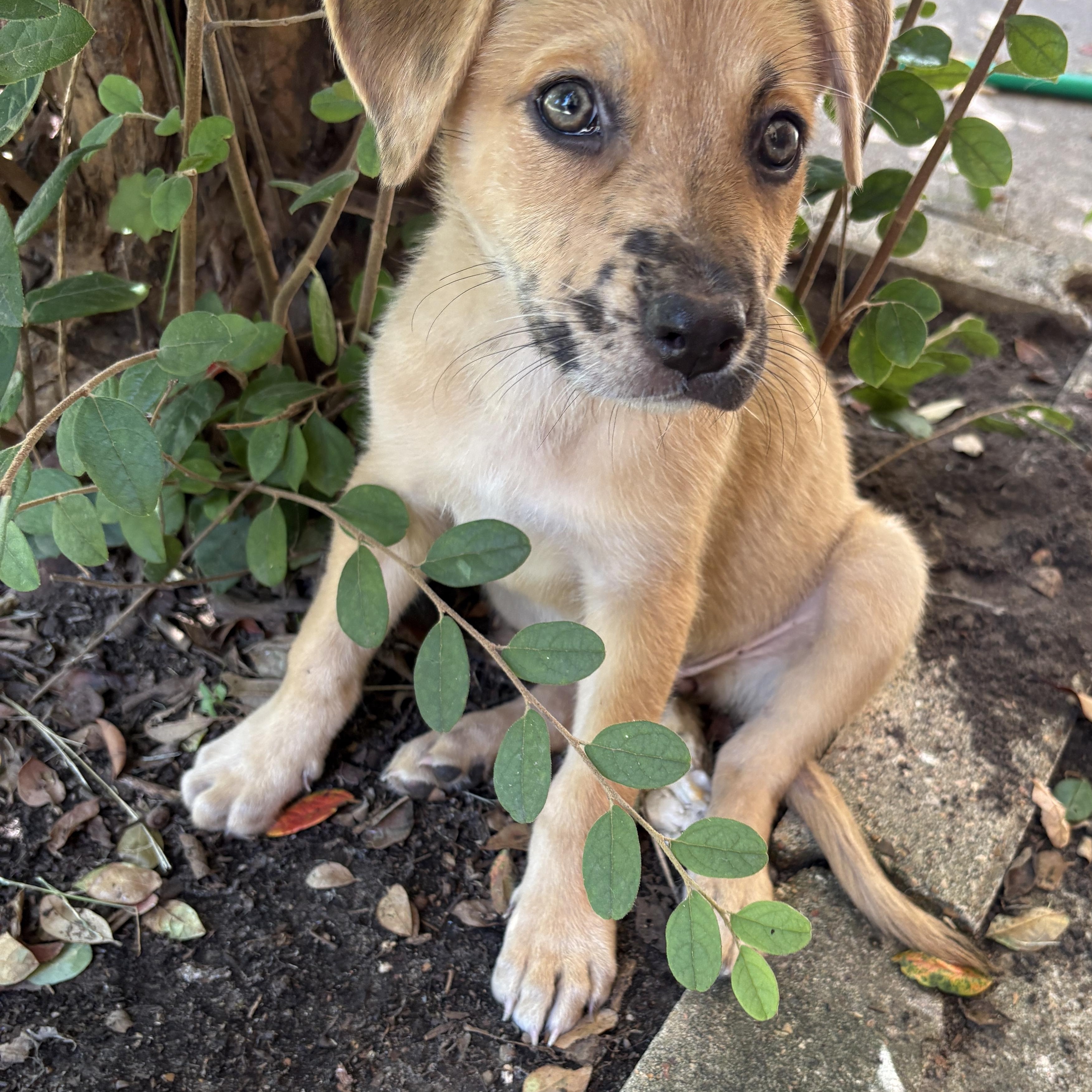 Enlarge Lily, a Adoptable mixed breed in BOERNE, TX image 1/6