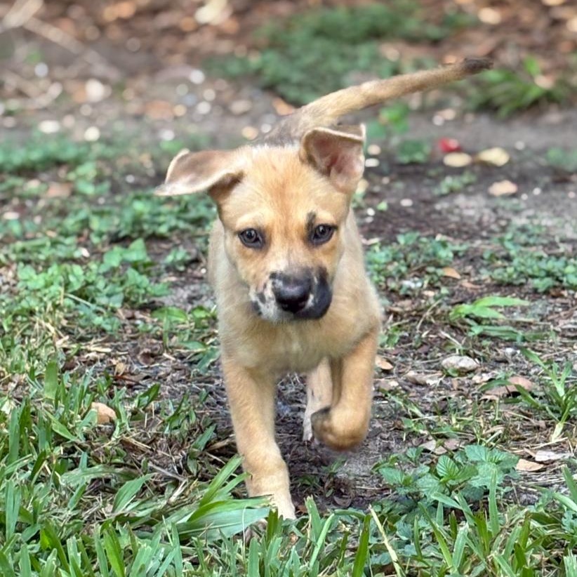 Enlarge Lily, a Adoptable mixed breed in BOERNE, TX image 3/6