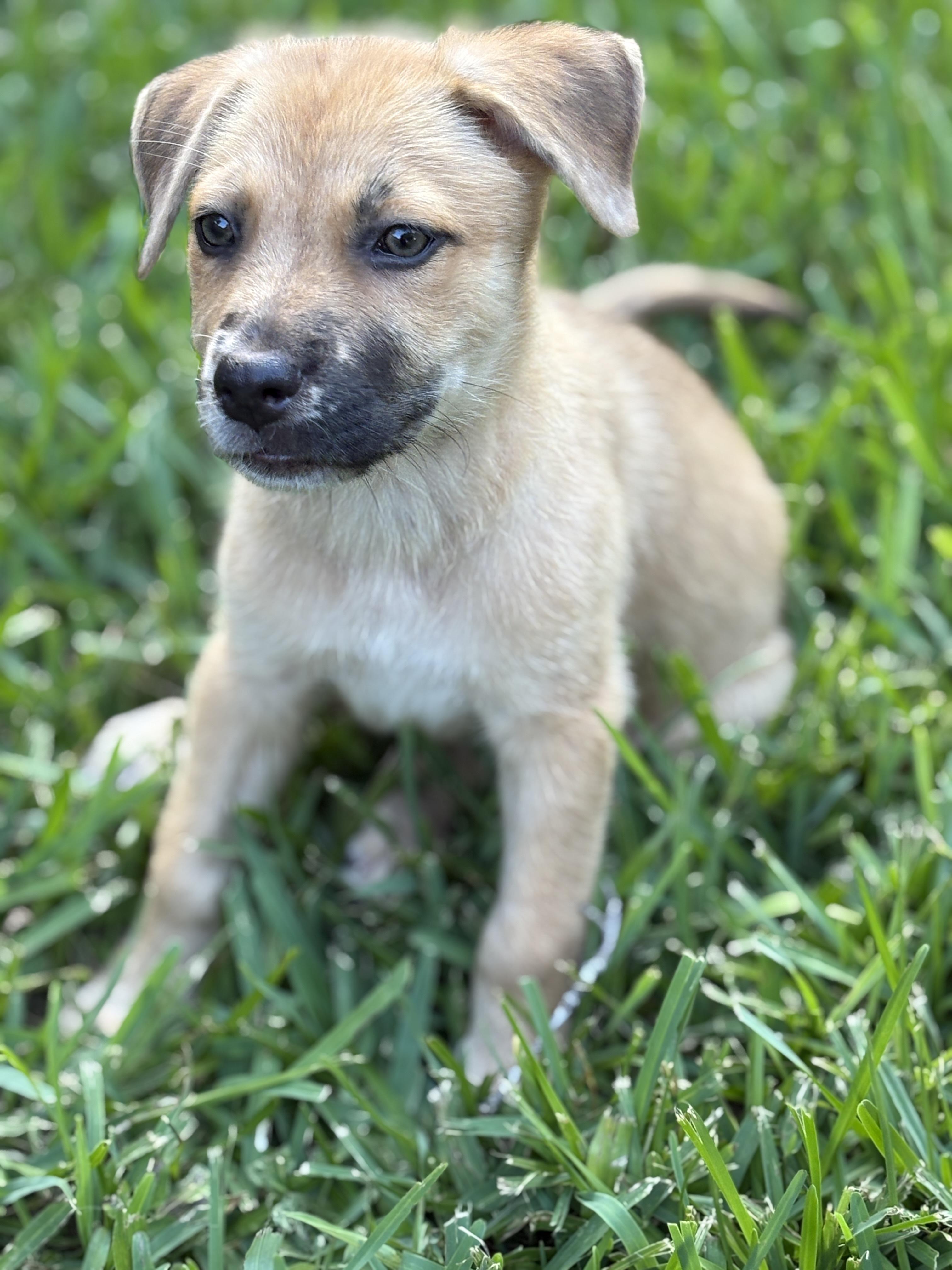 Enlarge Lily, a Adoptable mixed breed in BOERNE, TX image 6/6