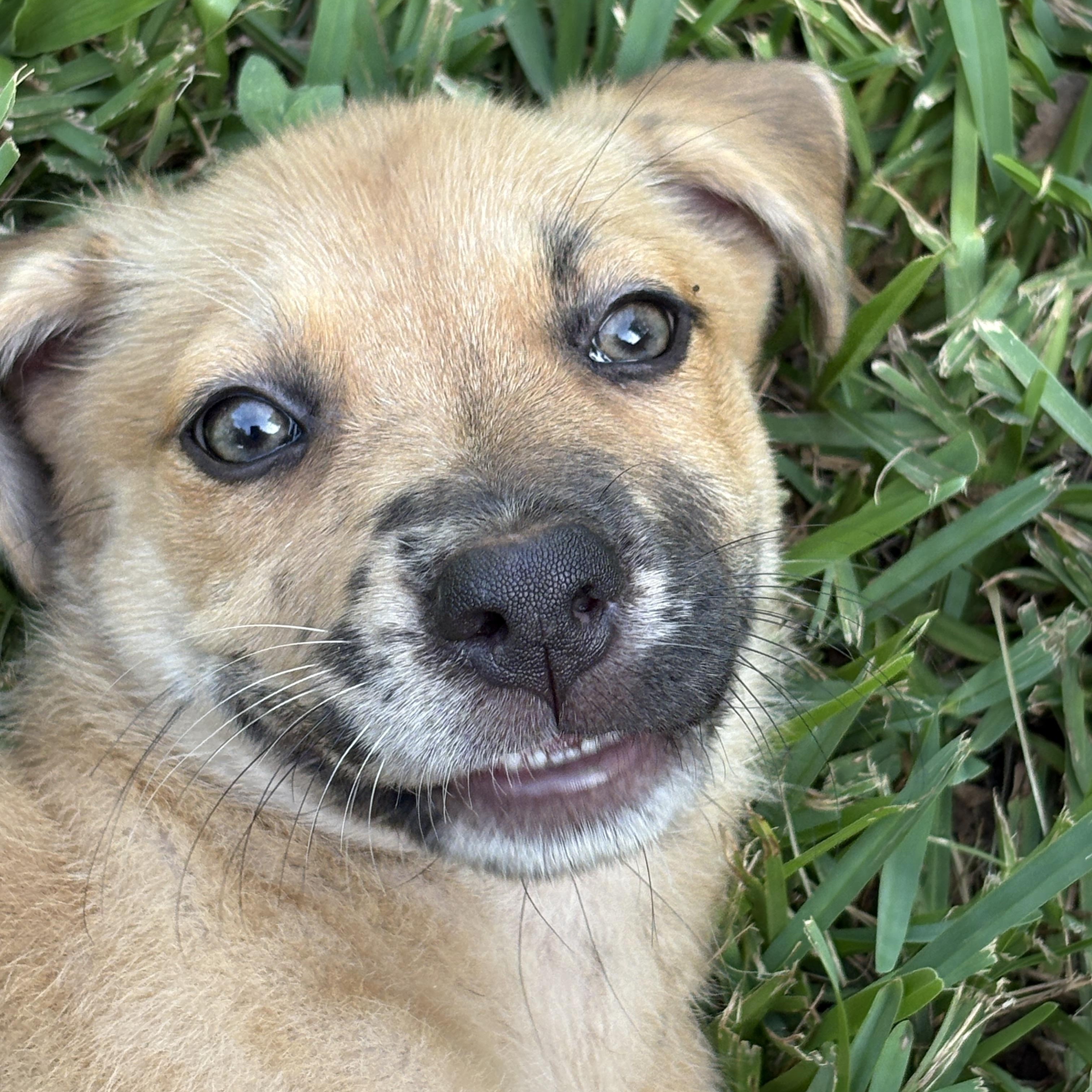 Enlarge Lily, a Adoptable mixed breed in BOERNE, TX image 2/6