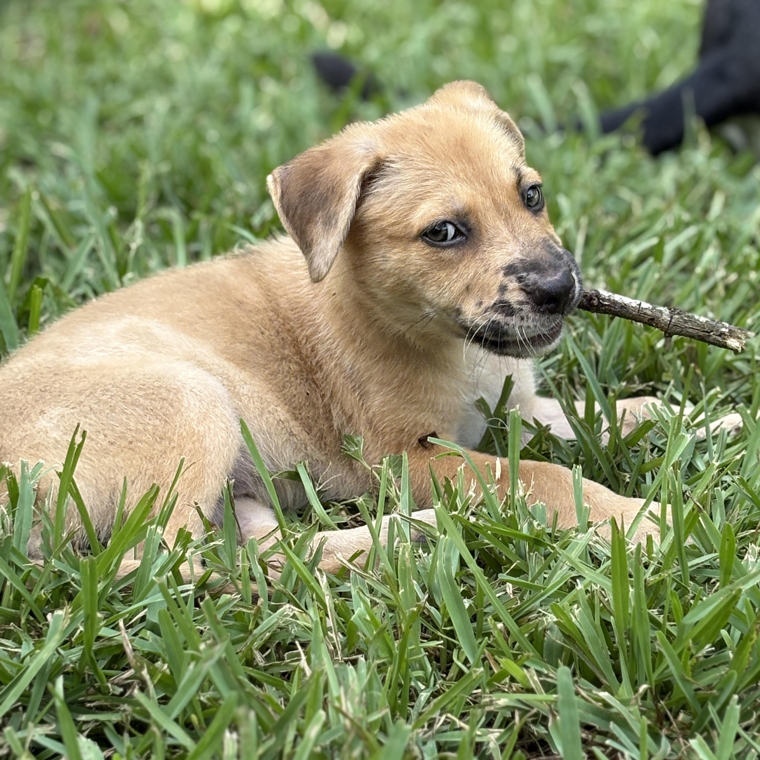 Enlarge Lily, a Adoptable mixed breed in BOERNE, TX image 5/6