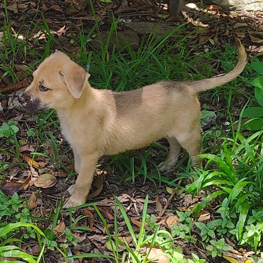 Enlarge Lily, a Adoptable mixed breed in BOERNE, TX image 4/6