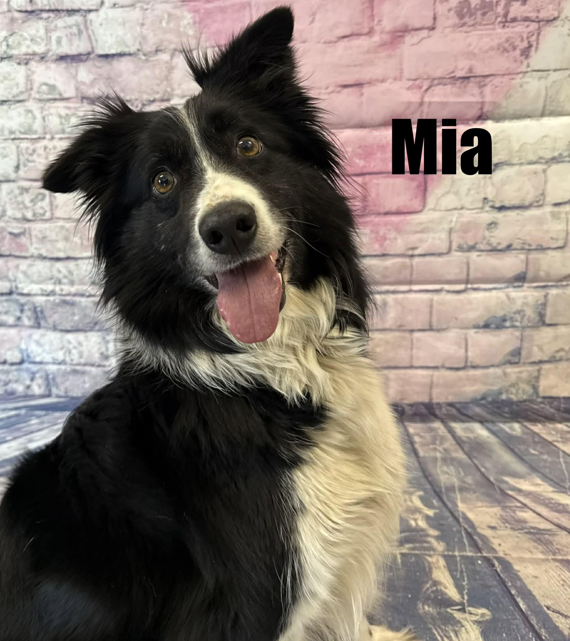 Enlarge Mia, a ADOPTABLE Border Collie in Quincy, MI image 1/2