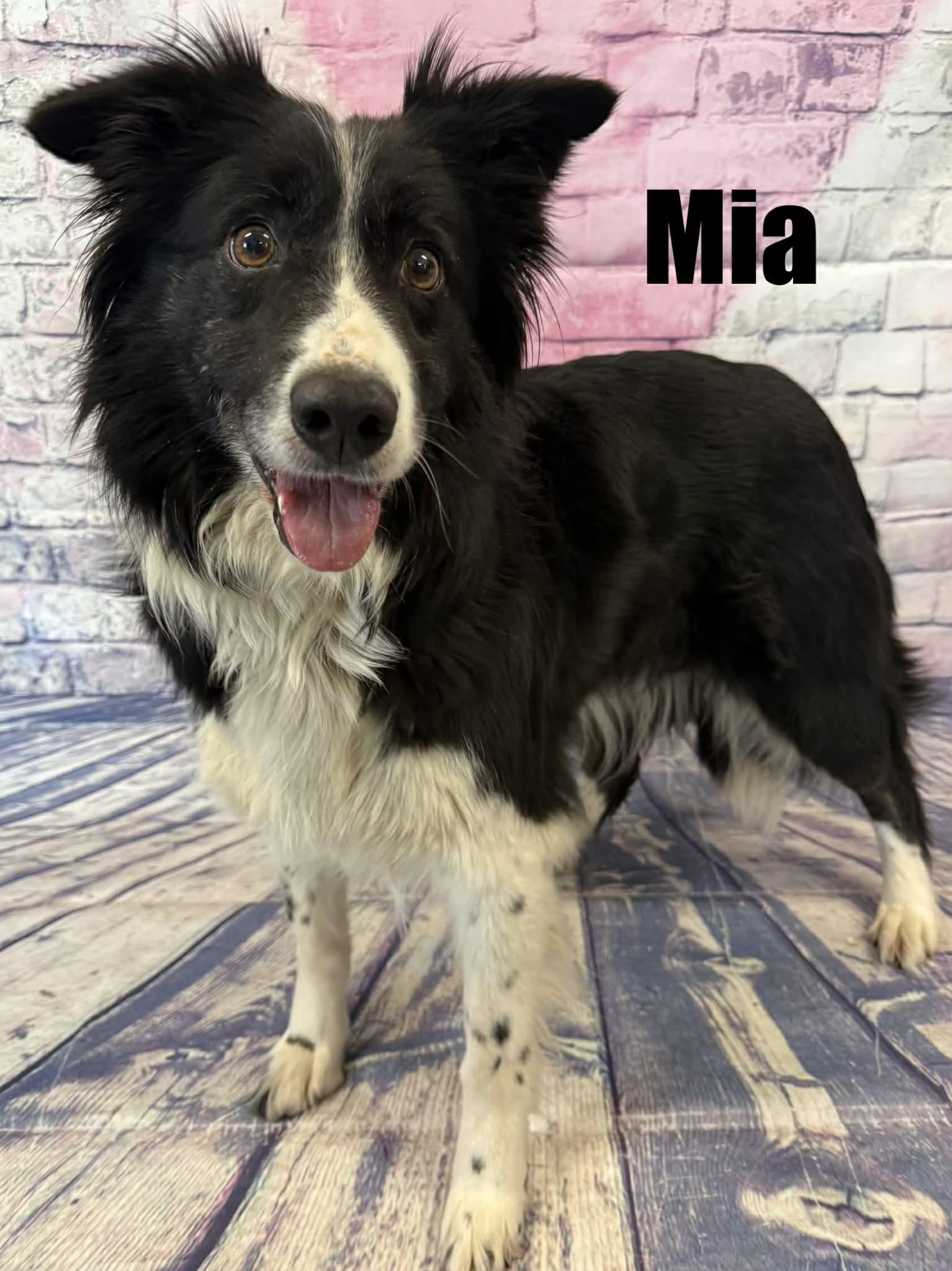 Enlarge Mia, a ADOPTABLE Border Collie in Quincy, MI image 2/2
