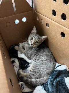 PIXIE, Adoptable, Young Female Domestic Short Hair.