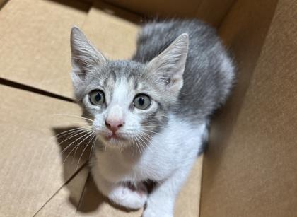 Enlarge Slim, a Adoptable Domestic Short Hair in Harlingen, TX image 1/1