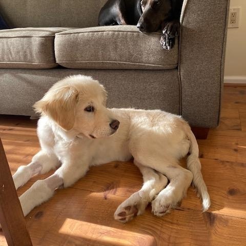 Enlarge Hank-2/10/26, an adopted Great Pyrenees in Lambertville, NJ image 3/5