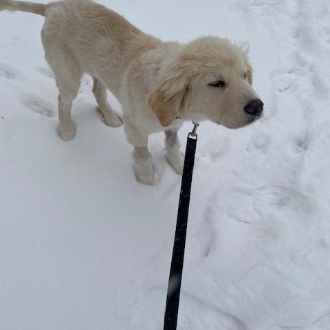 Enlarge Hank-2/10/26, an adopted Great Pyrenees in Lambertville, NJ image 4/5