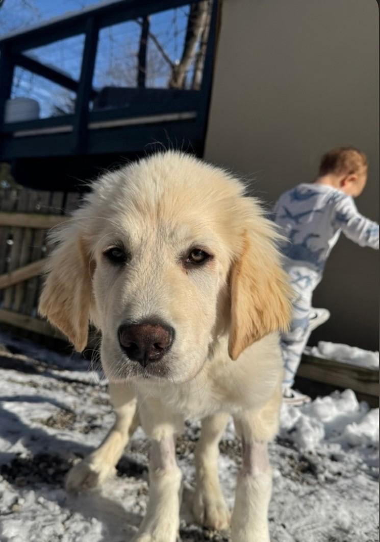 Enlarge Hank-2/10/26, an adopted Great Pyrenees in Lambertville, NJ image 1/5