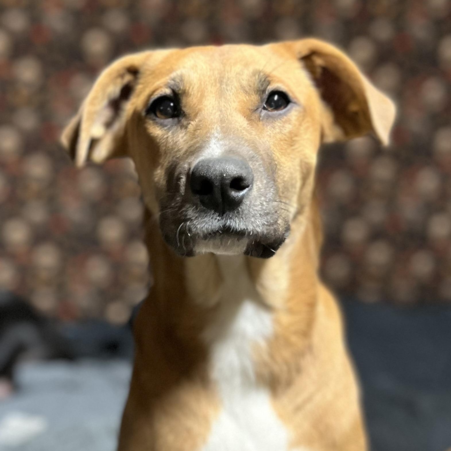 Topanga (Reduced Fee Until 12/31), Adoptable, Young Female Labrador Retriever.