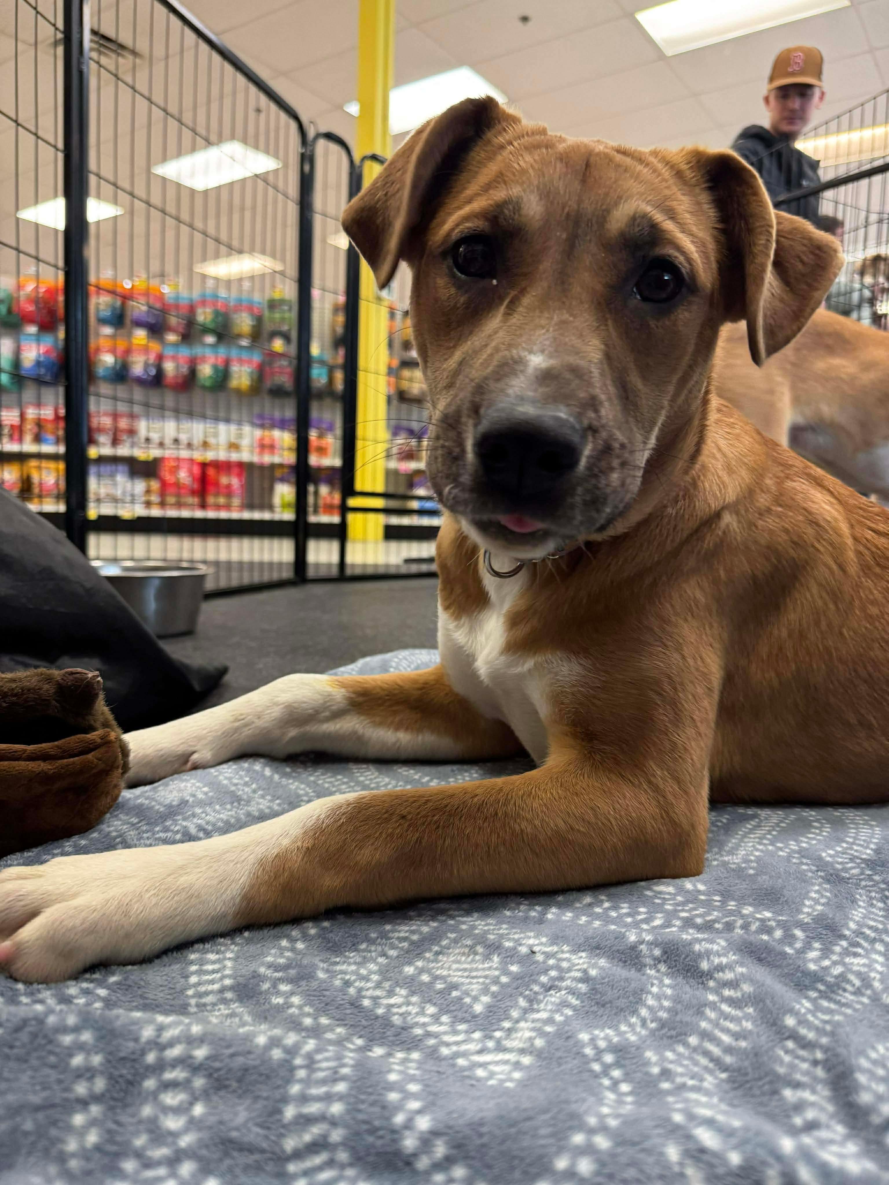 Enlarge Topanga (Reduced Fee Until 12/31), a Adoptable mixed breed in Portland, ME image 4/6