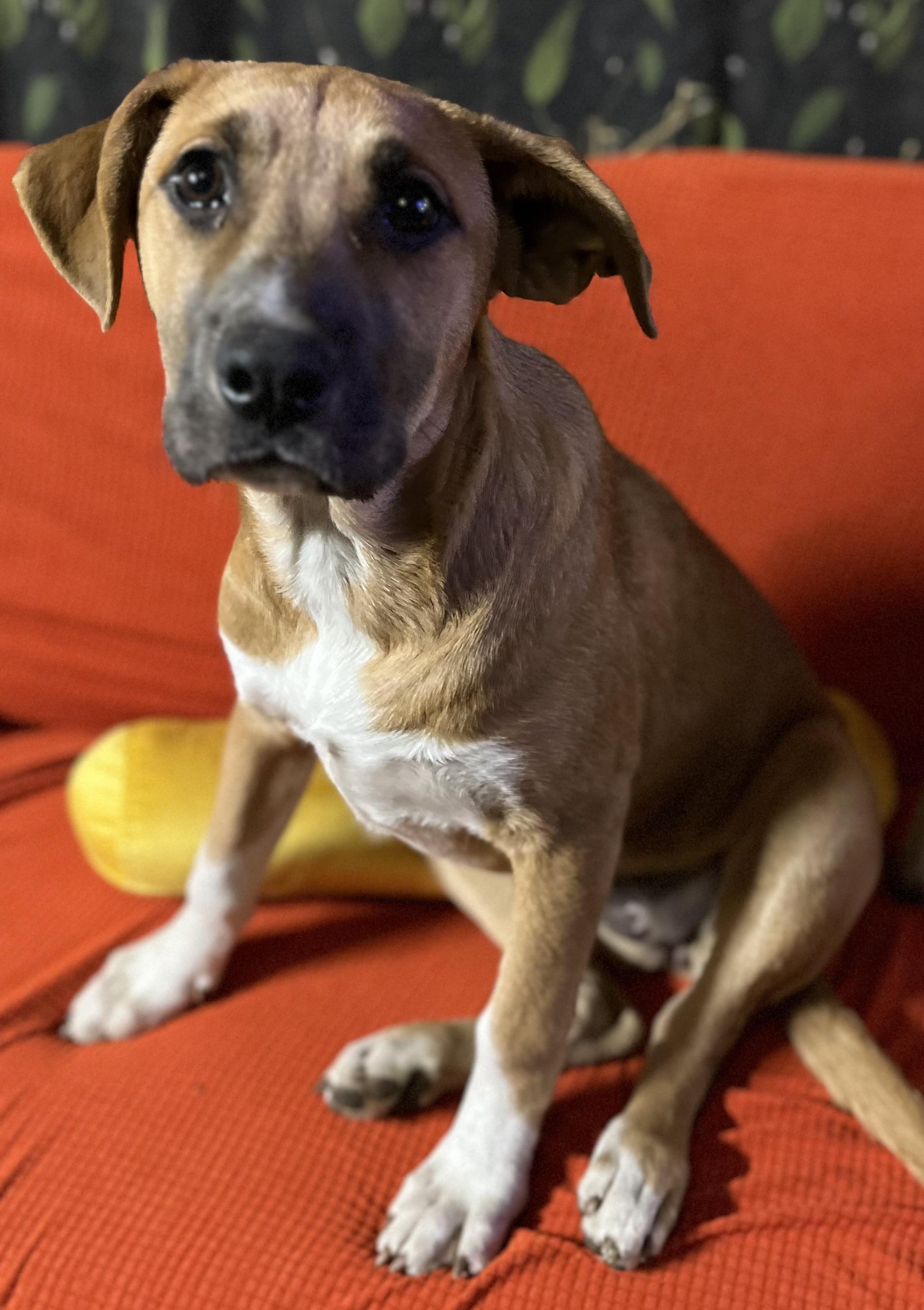 Enlarge Topanga (Reduced Fee Until 12/31), a Adoptable mixed breed in Portland, ME image 3/6