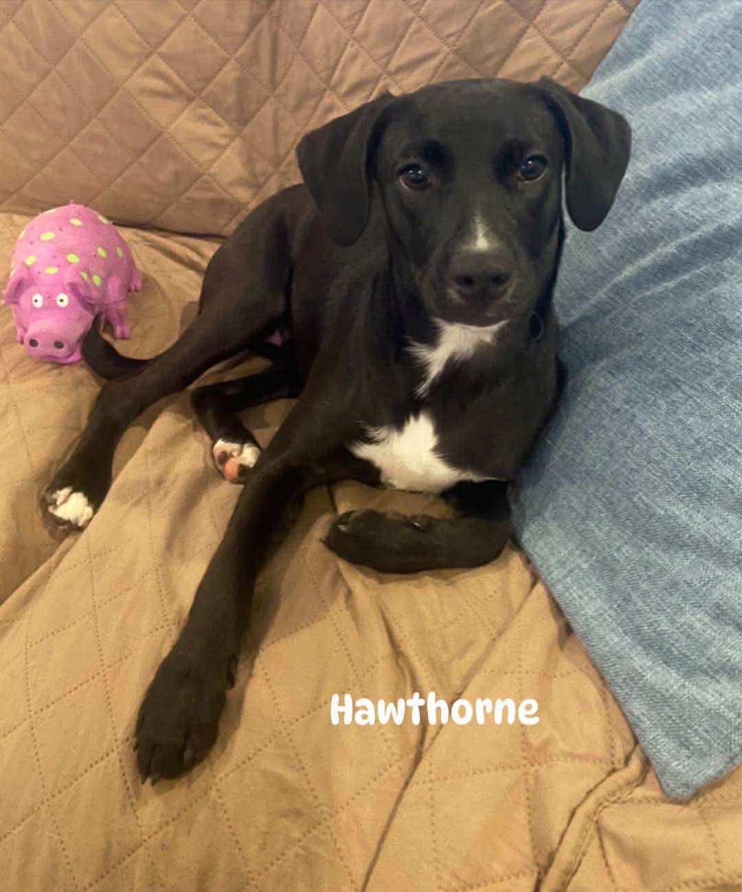 Enlarge Hawthorne, a ADOPTABLE mixed breed in Louisville, KY image 1/1