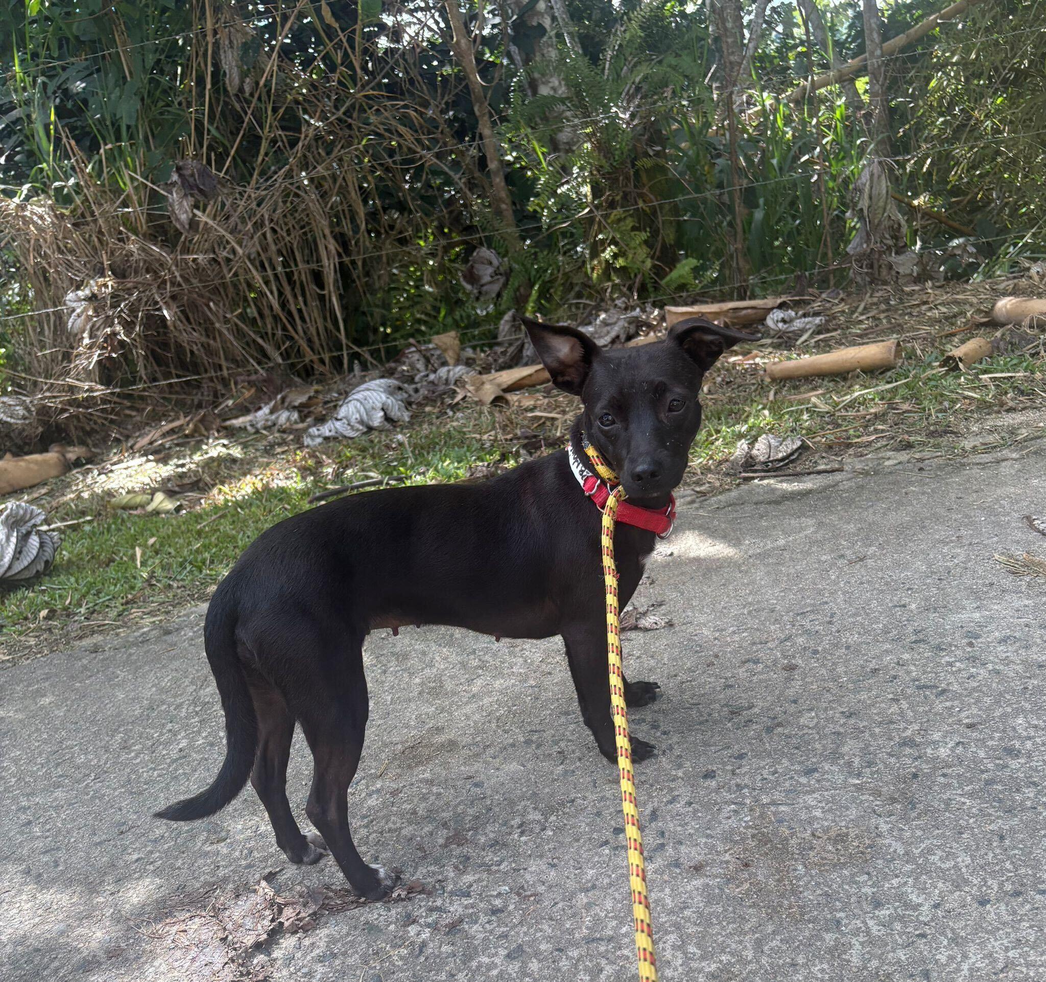 Enlarge Marisol, a Adoptable mixed breed in Morristown, NJ image 3/4
