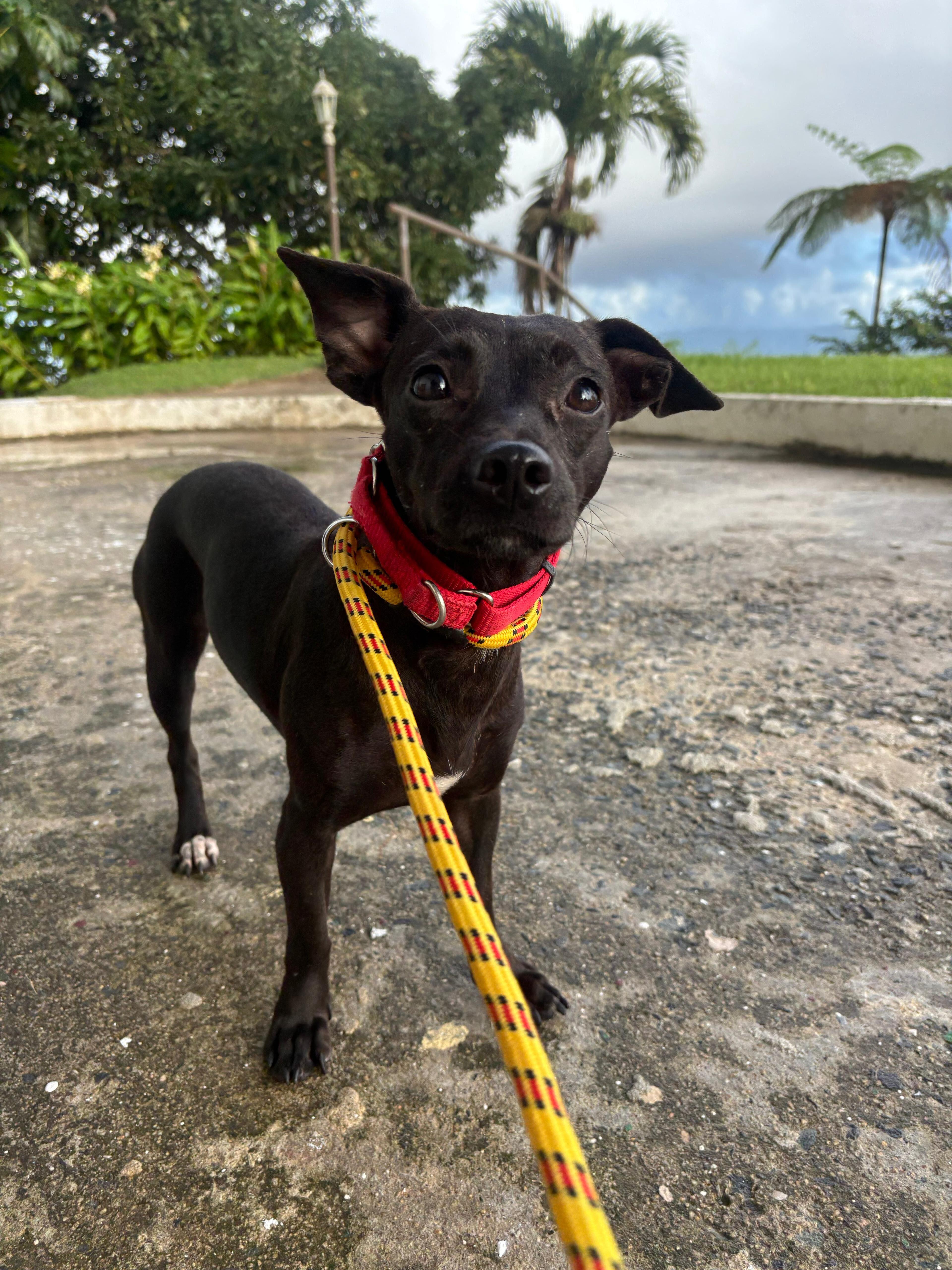 Enlarge Marisol, a Adoptable mixed breed in Brooklyn, NY image 1/2
