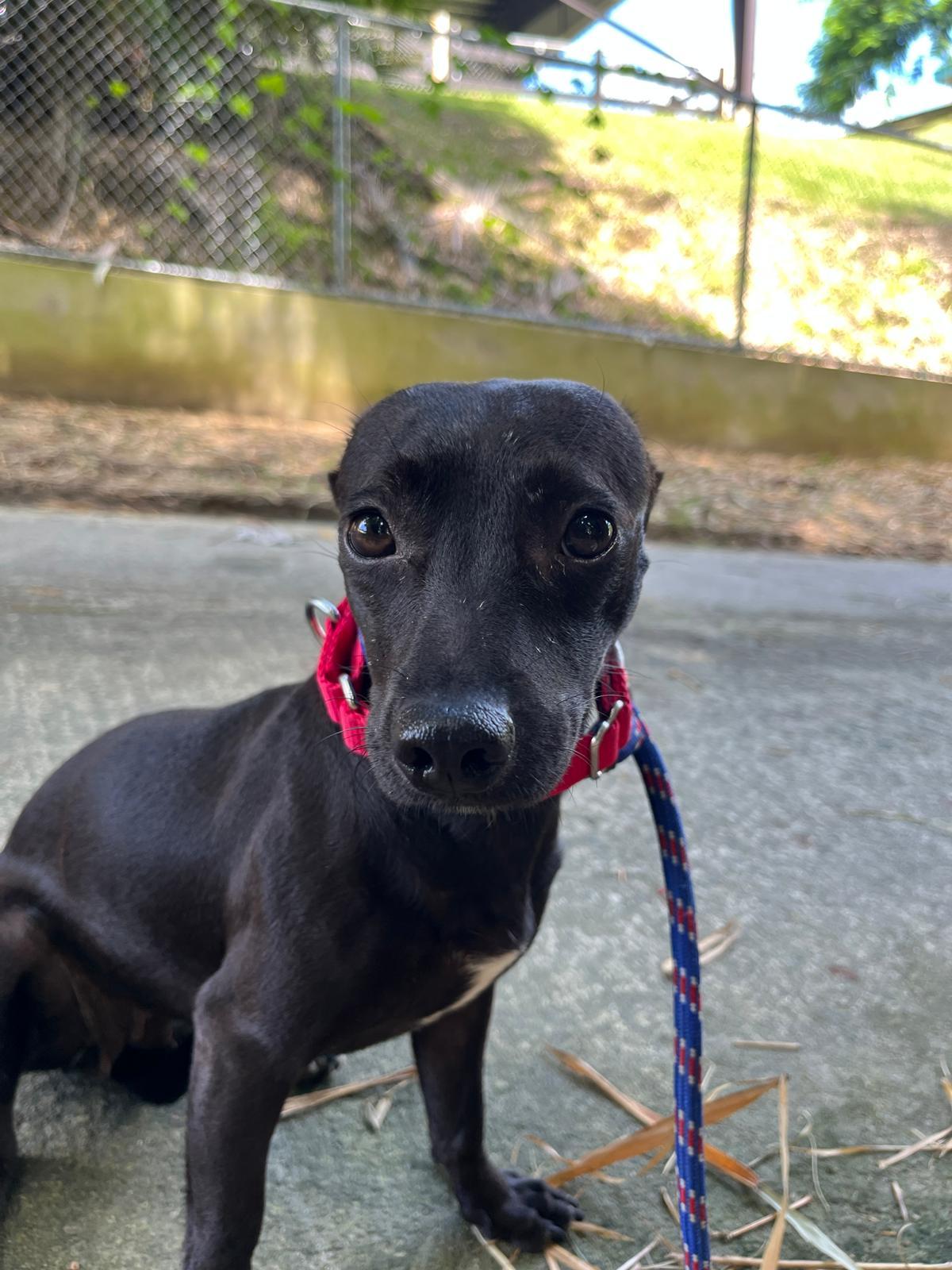 Enlarge Marisol, a Adoptable mixed breed in Brooklyn, NY image 2/2