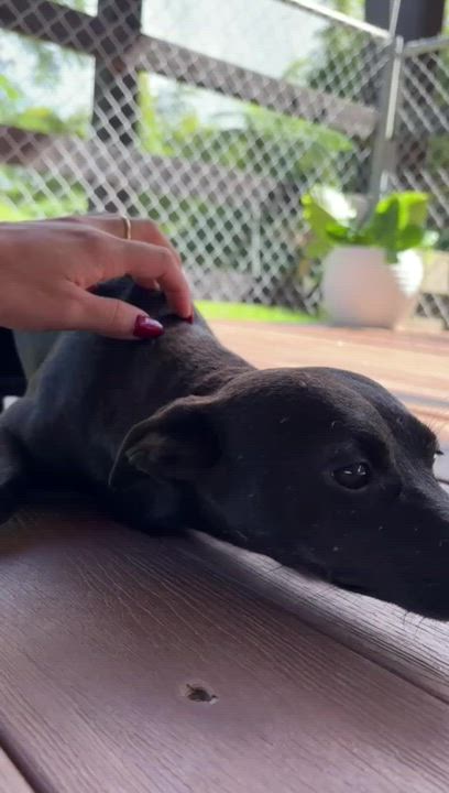 Enlarge Marisol, a Adoptable mixed breed in Morristown, NJ video 4/4