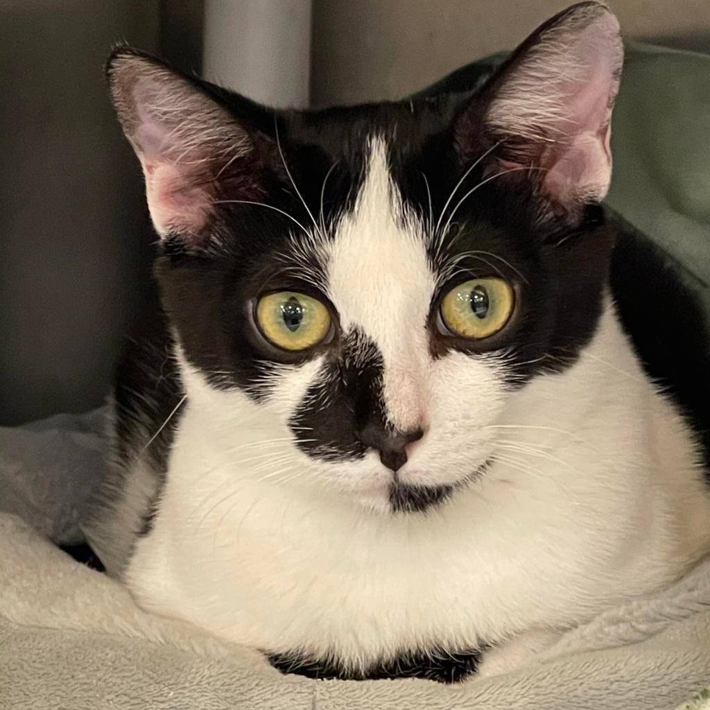 Enlarge Derek, a Adoptable Domestic Short Hair in Fort Lauderdale, FL image 1/6