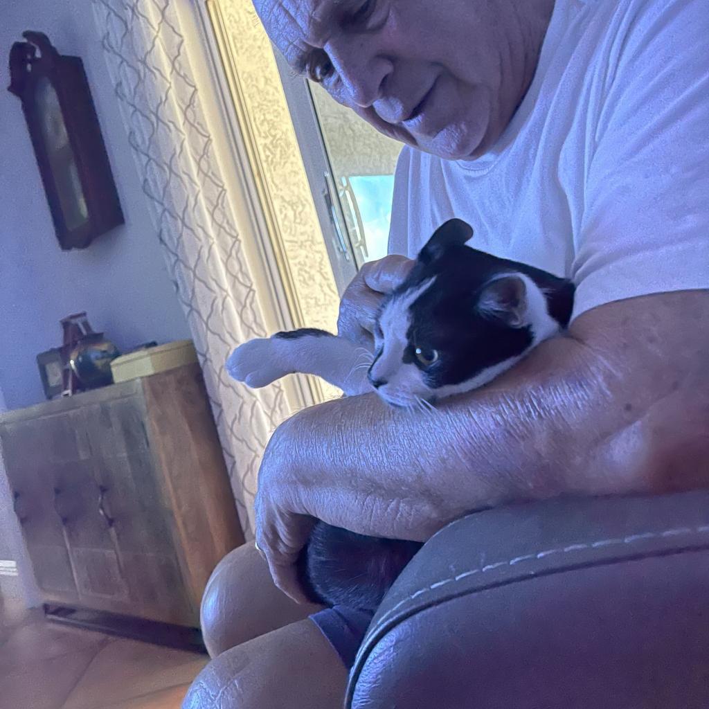 Enlarge Derek, a Adoptable Domestic Short Hair in Fort Lauderdale, FL image 2/6