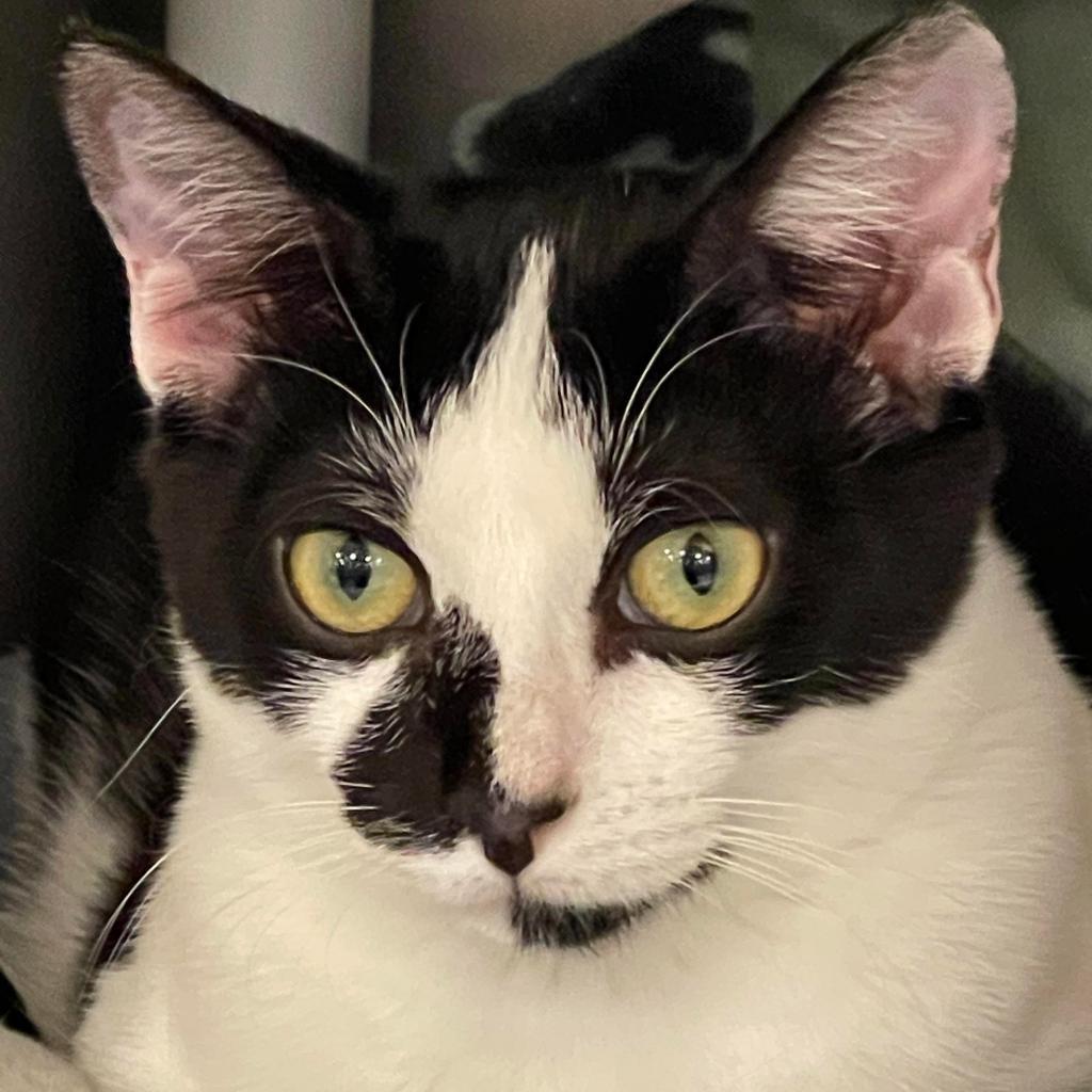 Enlarge Derek, a Adoptable Domestic Short Hair in Fort Lauderdale, FL image 3/6