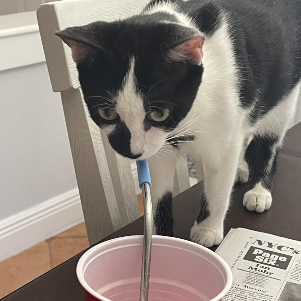 Enlarge Derek, a Adoptable Domestic Short Hair in Fort Lauderdale, FL image 4/6