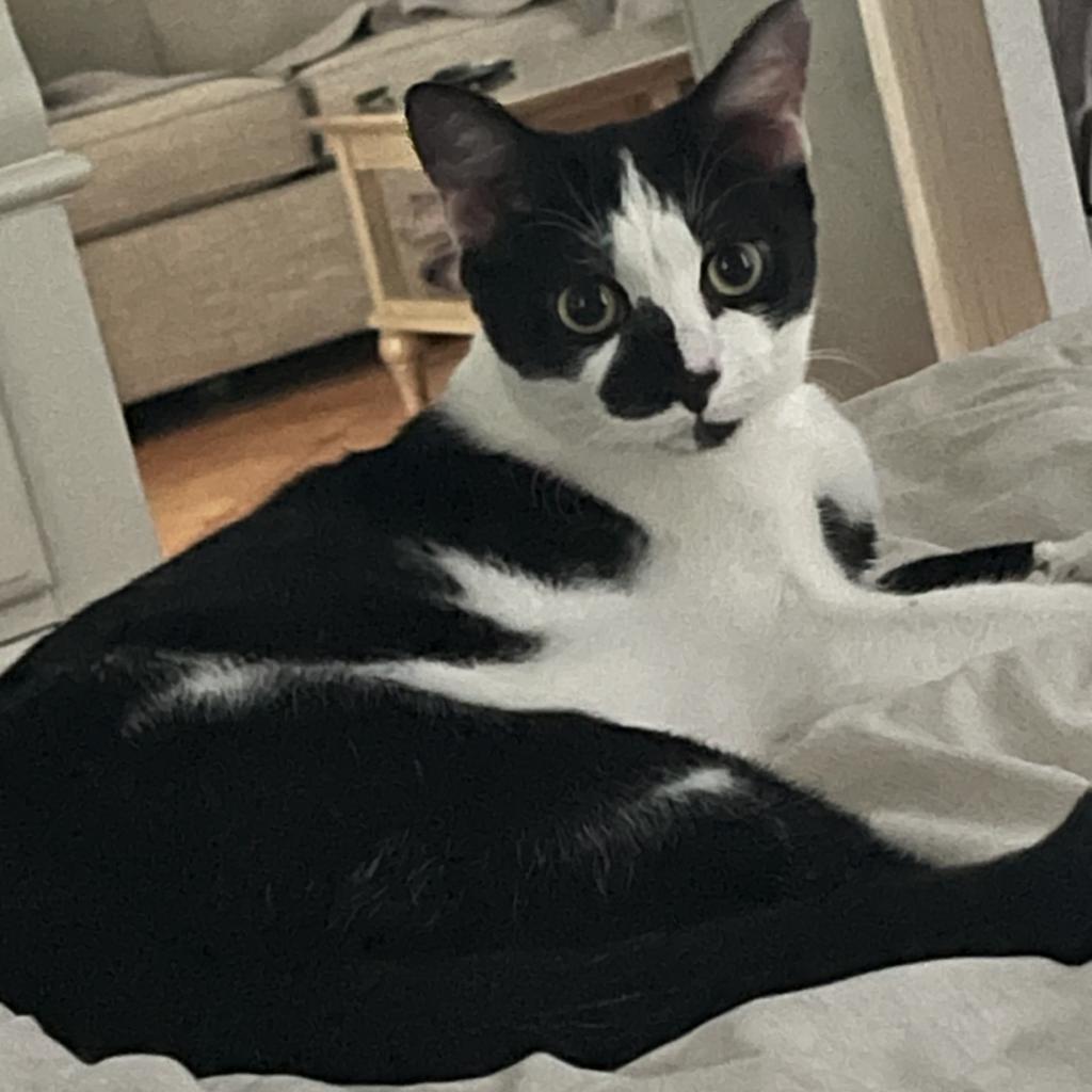 Enlarge Derek, a Adoptable Domestic Short Hair in Fort Lauderdale, FL image 5/6