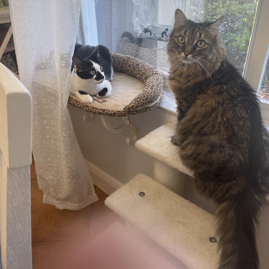 Enlarge Derek, a Adoptable Domestic Short Hair in Fort Lauderdale, FL image 6/6