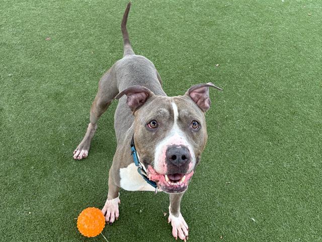 BARNEY, Adoptable, Adult Male Pit Bull Terrier.