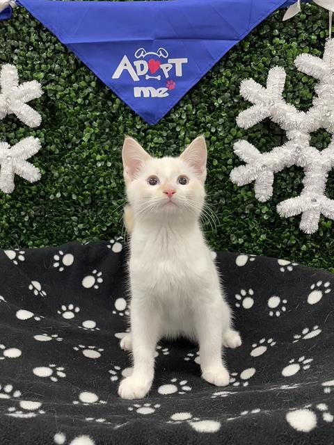 Enlarge WAFFLE FRY, a Adoptable mixed breed in Saskatoon, SK image 1/1