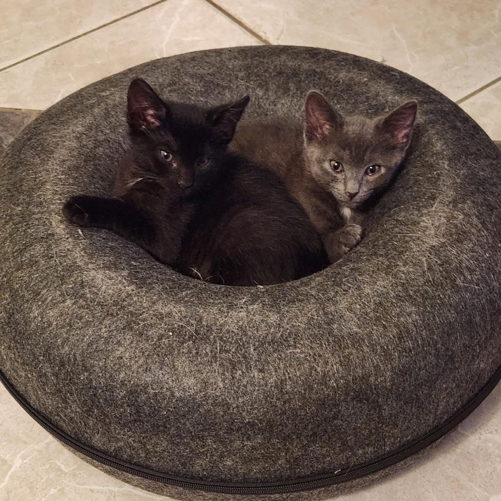 Simon, Adoptable, Kitten Male Domestic Short Hair.