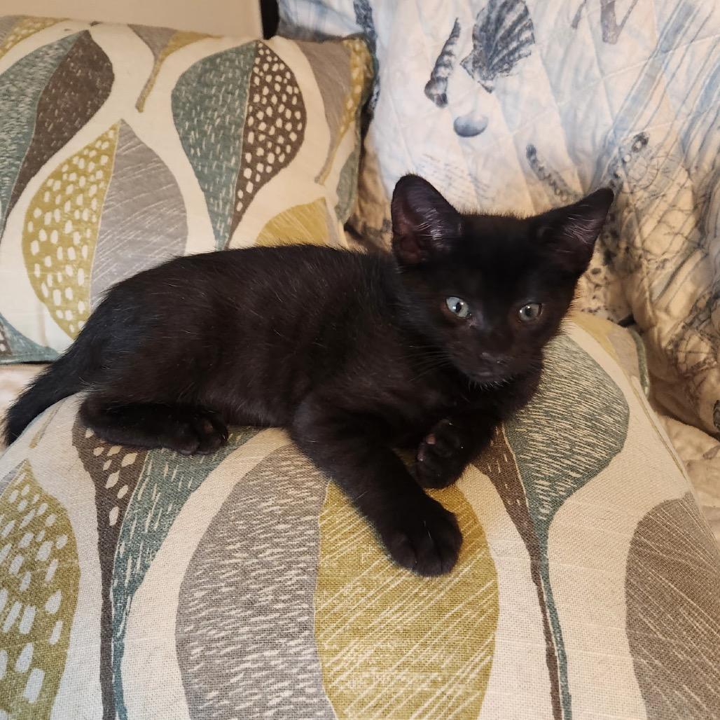 Simon, a Adoptable Domestic Short Hair in North Port, FL image 2/2