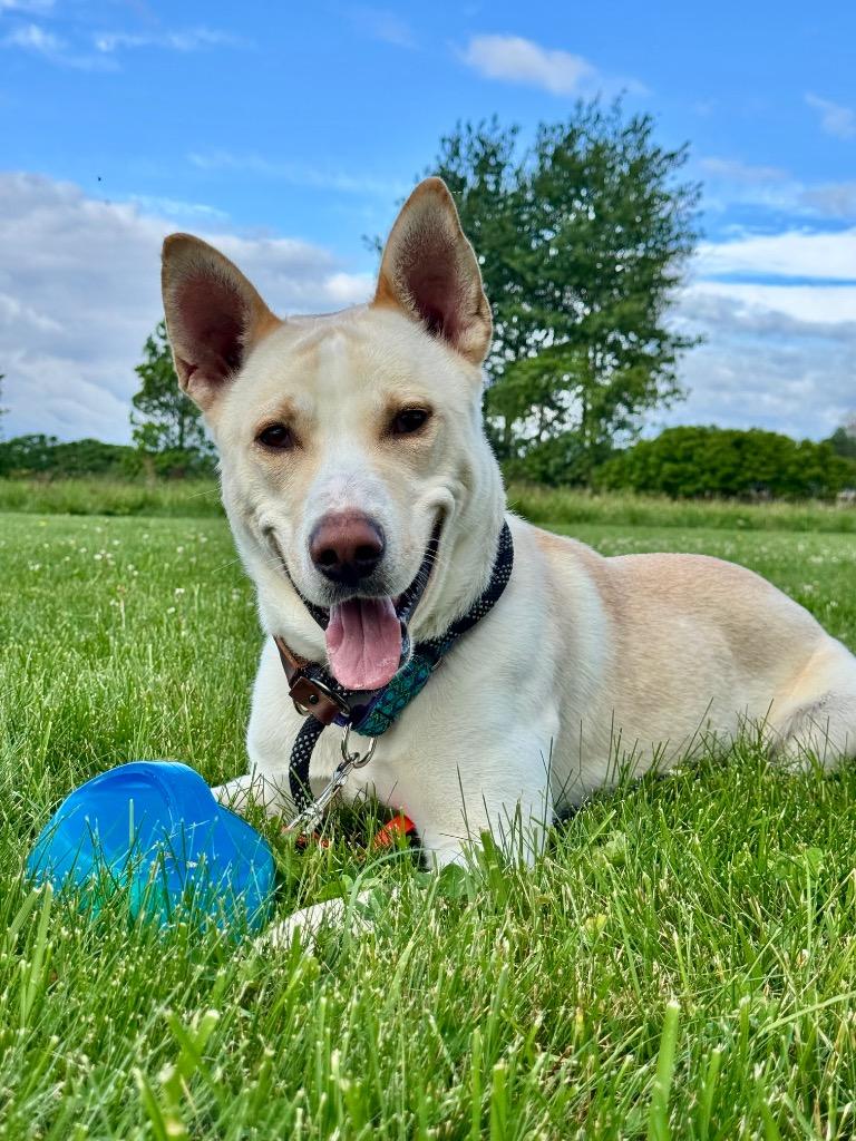 Prada, Adoptable, Young Male Husky & German Shepherd Dog.
