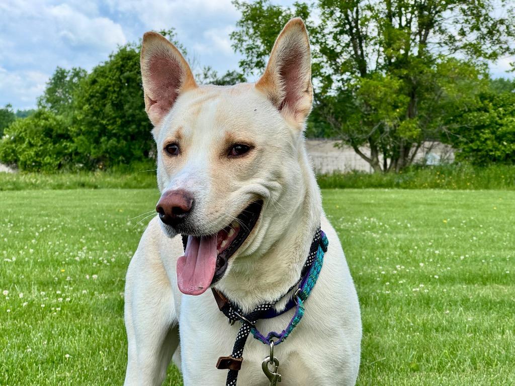 Prada, a Adoptable mixed breed in Gloversville, NY image 2/6