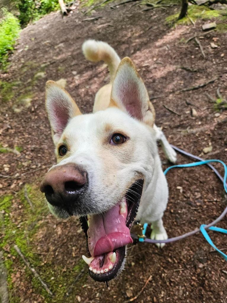 Prada, a Adoptable mixed breed in Gloversville, NY image 3/6