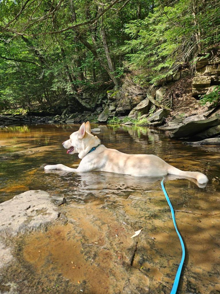 Prada, a Adoptable mixed breed in Gloversville, NY image 4/6