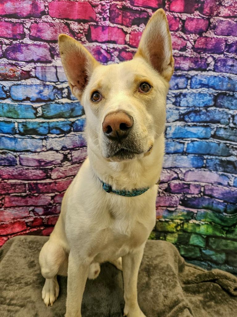 Enlarge Prada, a Adoptable mixed breed in Gloversville, NY image 4/6