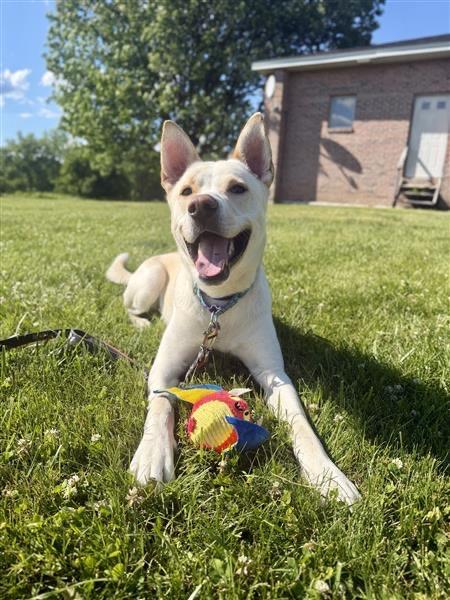 Prada, a Adoptable mixed breed in Gloversville, NY image 5/6