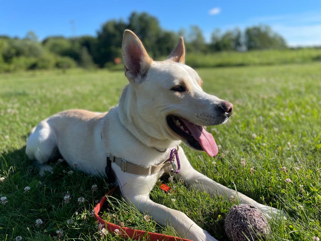 Prada, a Adoptable mixed breed in Gloversville, NY image 6/6