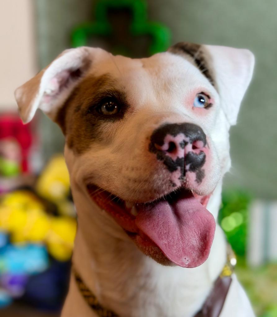 Enlarge WILLOW, a Adopted Terrier in Wintersville, OH image 2/3