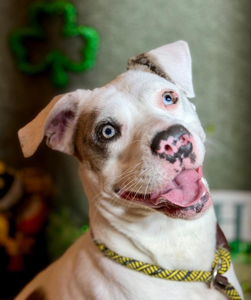 Enlarge WILLOW, a Adopted Terrier in Wintersville, OH image 3/3