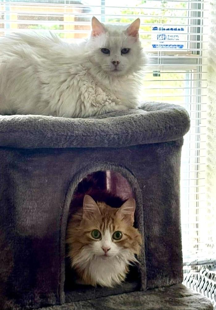 Skyler, Adoptable, Senior Male Domestic Long Hair.