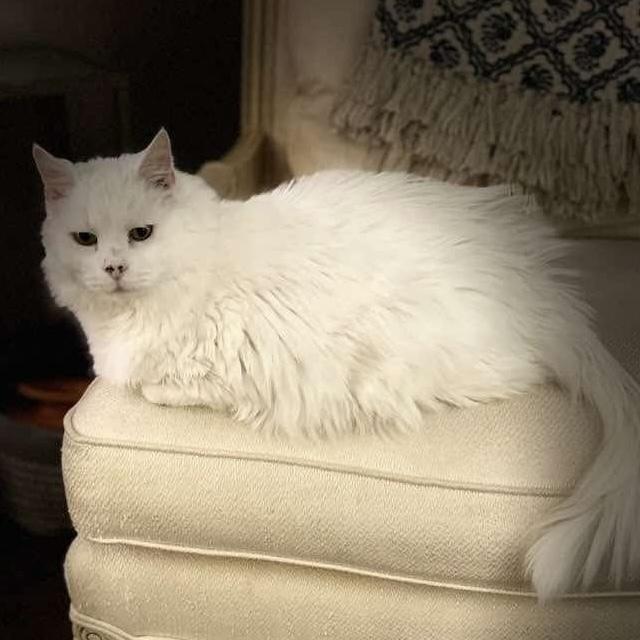 Enlarge Skyler, a Adoptable Domestic Long Hair in Panama City Beach, FL image 2/2