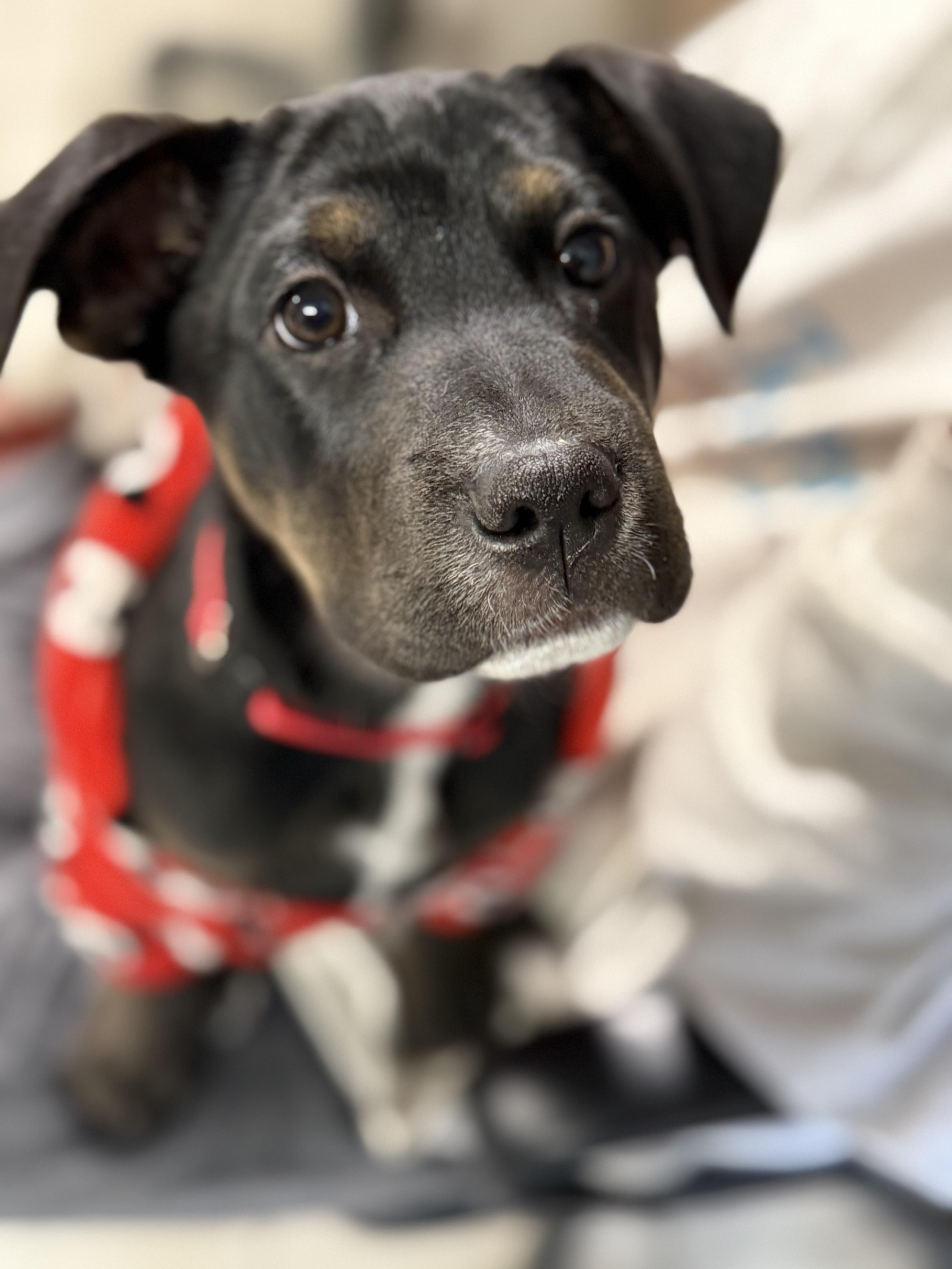 #961-25 (Maple), a Adoptable mixed breed in Brighton, CO image 1/3