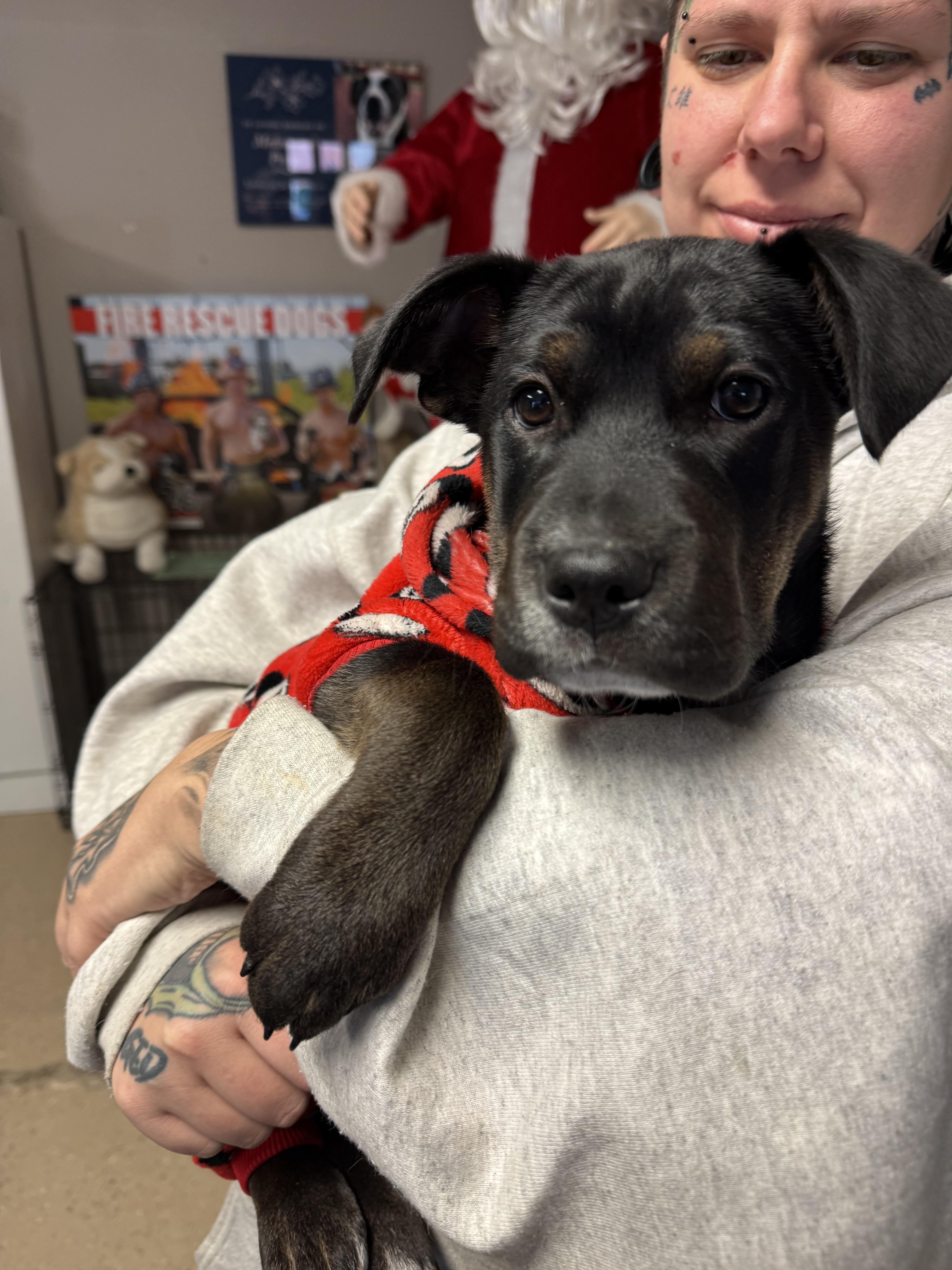 #961-25 (Maple), a Adoptable mixed breed in Brighton, CO image 2/3