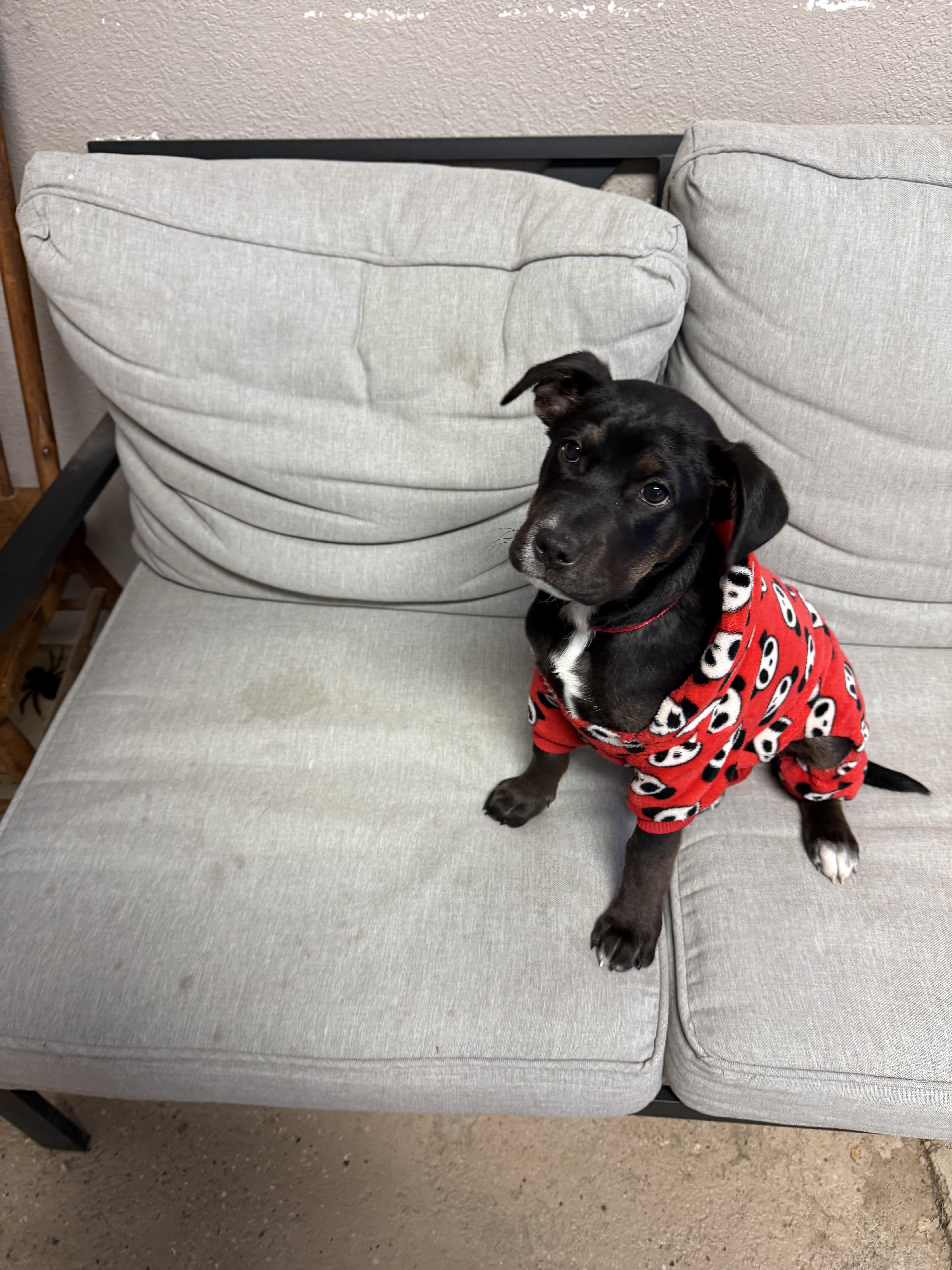 #961-25 (Maple), a Adoptable mixed breed in Brighton, CO image 3/3