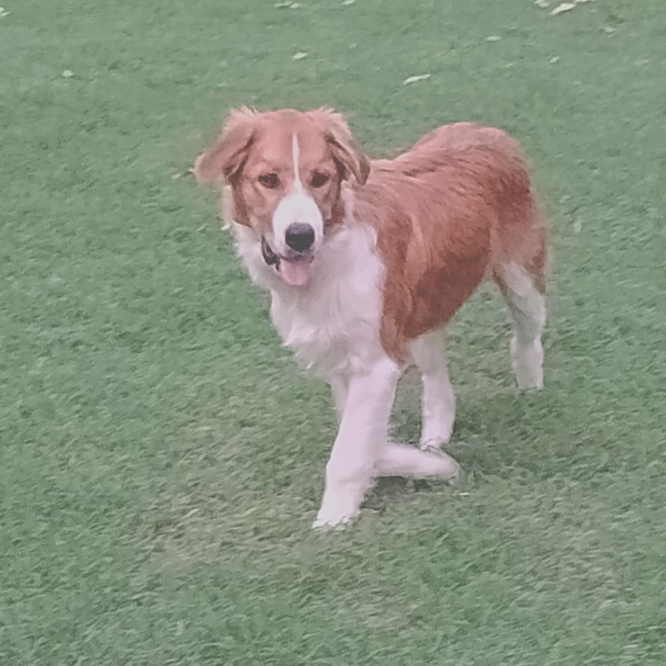 Enlarge Ray, a Adopted mixed breed in Chatham, NJ image 1/6