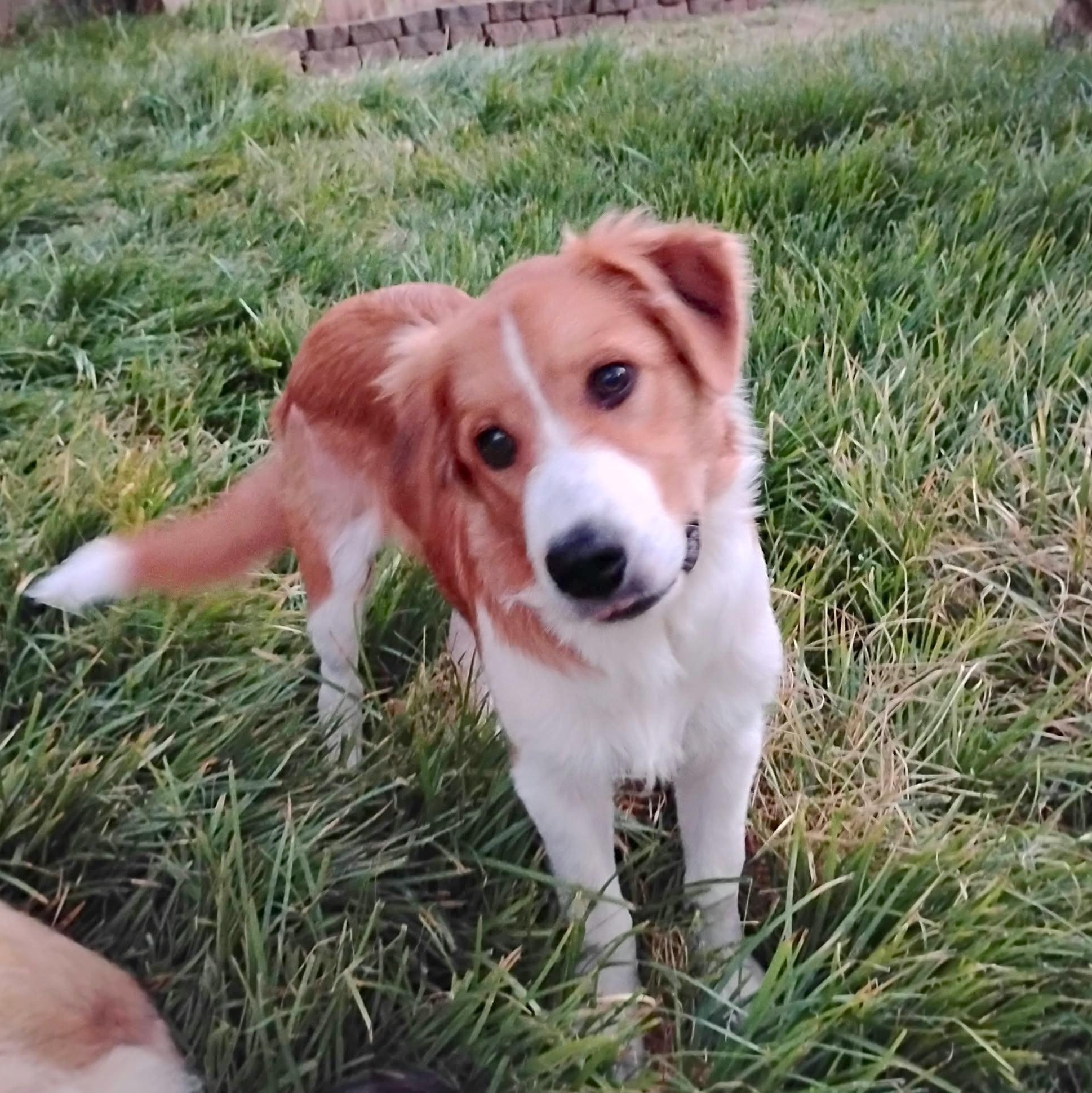 Enlarge Ray, a Adopted mixed breed in Chatham, NJ image 2/6