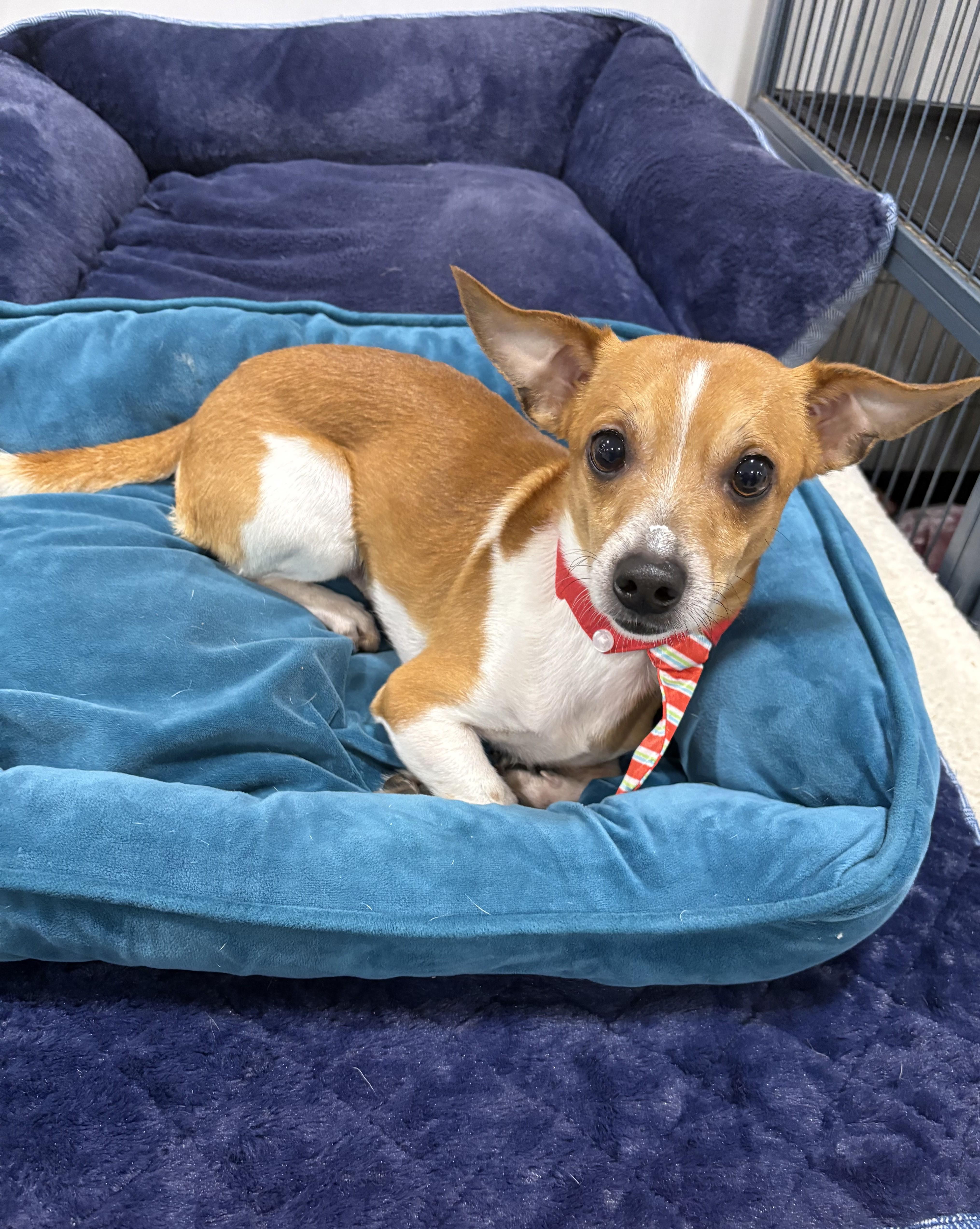 Jeffrey, ADOPTABLE, Young Male Chihuahua & Jack Russell Terrier.