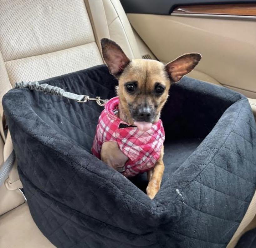 Enlarge Lunar Moon, a ADOPTABLE Chihuahua in Philadelphia, PA image 5/6