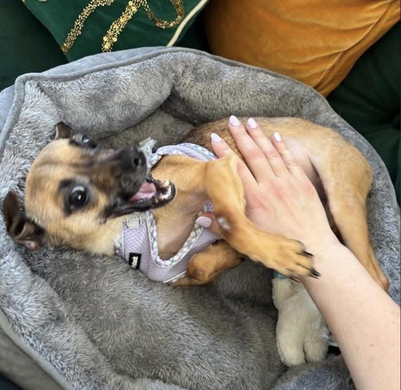 Enlarge Lunar Moon, a ADOPTABLE Chihuahua in Philadelphia, PA image 3/6